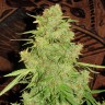 Auto Skaar feminised GanjaVIP Seeds