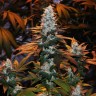Auto Cream Mandarine feminised Ganja Seeds