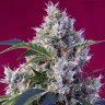 Indigo Berry Kush feminised Ganja Seeds